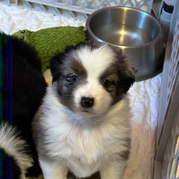 Girl 3 - Blue merle Miniature Australian Shepherd puppy in Corydon, Indiana from Arbuckle’s Lookin Good Aussies (LGA)