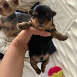 Cute Boy (4280) - Blue and gold male Yorkshire Terrier puppy in Stanton, California from Essence of Grace Yorkies
