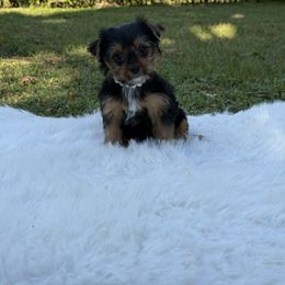 Anabel - Black and gold female Yorkshire Terrier puppy in Naples, Florida from Puppies Forever 💙❤️🐶