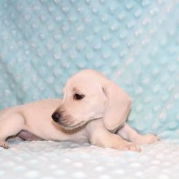 Maddie 4000 - Cream female Dachshund puppy in Coldwater, Mississippi from Mississippi Shorties Miniature Dachshunds