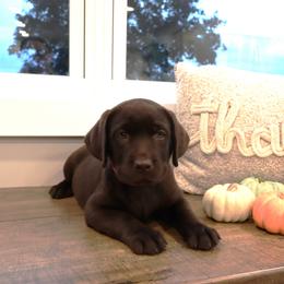 Penny - Chocolate female Labrador Retriever puppy in Camden, Indiana from Camden's Caring Canines