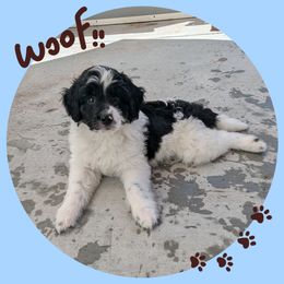 Port Royal - Black tri-color male Aussiedoodle puppy in Lincoln, Nebraska from Fur Hollow Puppies