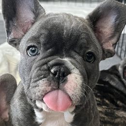 Boy 1 - French Bulldog puppy in Utah from A Cute Pair of Frenchies