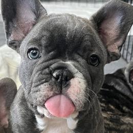 Boy 1 - French Bulldog puppy in Utah from A Cute Pair of Frenchies