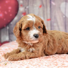 Cavapoo, Goldendoodle, and Poodle Puppies from True Hearted Doodles