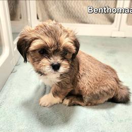 Benthomaar - Red gold male Lhasa Apso puppy in Jefferson, New York from Absolute Lhasa Love