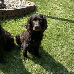 Boykin Spaniels from Riehl’s Boykin Spaniels