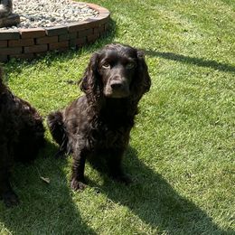 Boykin Spaniels from Riehl’s Boykin Spaniels