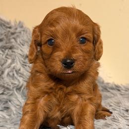 Boy 1 - Red male Cavapoo puppy in Haleyville, Alabama from Susan’s Prefurred Doodles