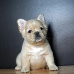 French Bulldog Puppies from Velvet Fluffy Pups