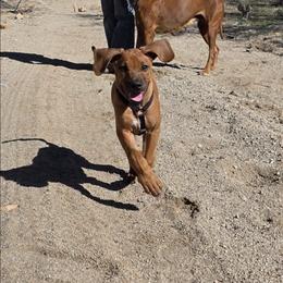 Ezekial - Red wheaten male Rhodesian Ridgeback puppy in Vail, Arizona from Malibak Rhodesians