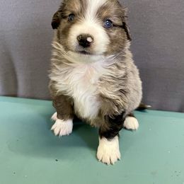 Miniature Australian Shepherd Puppies from 5 Star Mini Aussies