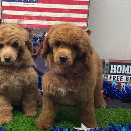 Poodles from Poodles by Kiki
