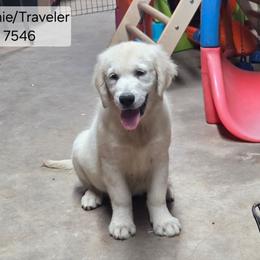 Sophie Girl 4 - Light golden female Golden Retriever puppy in Niles, Michigan from Composer Goldens