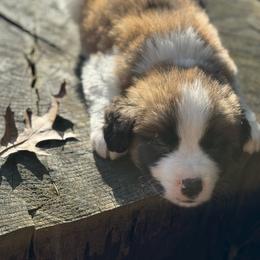 Saint Bernard puppies from Sara’s Saint Bernards