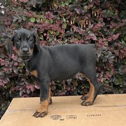 Kita - Black and rust female Doberman Pinscher puppy in Mc Donough, Georgia from Davis Doberman Pinschers