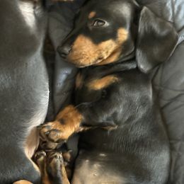 Dachshund Puppies from Little Legs Miniature Dachshunds