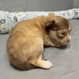 Chai - Chocolate and tan female Chihuahua puppy in Sherwood, Arkansas from Bartelt Breeders