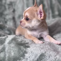 Koba - Gold male Chihuahua puppy in Colorado from American Dream Chihuahua’s