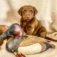 Chesapeake Bay Retrievers from Sand Spring Chesapeakes