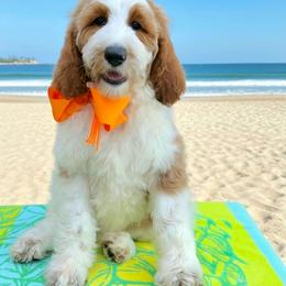 Charlie's Orange Boy - Parti male Goldendoodle puppy in Kountze, Texas from Texas Doodles LLC