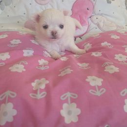 Chihuahua Puppies from Pampered Chihuahuas