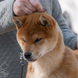 Shiba Inu Puppies from Evenfalls Shiba Inu