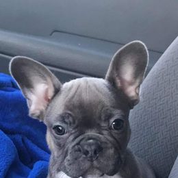 French Bulldog Puppies from Rock Ridge Frenchies