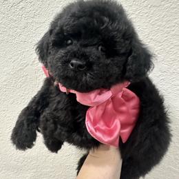 Sugar - Tri-color female Yorkipoo puppy in Apple Valley, California from Boujeepups