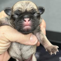Girl 1 - Fawn female Pug puppy in Checotah, Oklahoma from Baxter Family Pugs