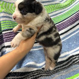 Bluey - Blue merle male Miniature Australian Shepherd puppy in Mount Airy, Georgia from North Georgia Gems