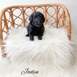 Jaden - Black male Poodle puppy in from Pink Poodles and Doodles