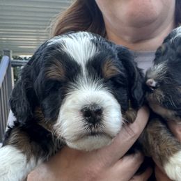 Bernedoodles from Syracuse Doodle Den