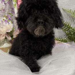 Opal - Poodle