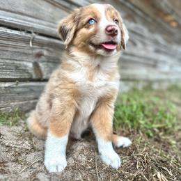 Dash - Red merle male Miniature Australian Shepherd puppy in Saint Cloud, Florida from Dirty Paws