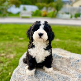 Bellatrix - Black and white female Bernedoodle puppy in Mapleton, Utah from Natural Doodle Life