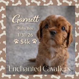 Garnet (Yellow) - Ruby male Cavalier King Charles Spaniel puppy in Auburn, Washington from Enchanted Cavaliers
