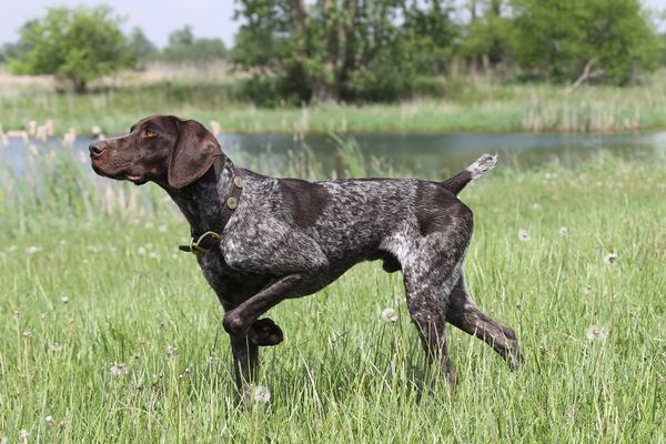 Side profile of a liver GSP pointing