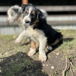 Steve - Tri-color male Border Collie puppy in Olympia, Washington from Apex Border Collies