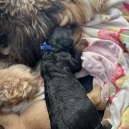 Bernedoodle and Goldendoodle Puppies from CocoLove Doodles