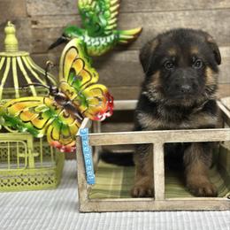 Light Blue - Ying - Black and red male German Shepherd puppy in Iola, Wisconsin from Aus Hütehunde German Shepherds