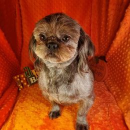 Chelsie - Shih Tzu