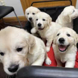Golden Retriever puppies from Neitzke Ranch Goldens