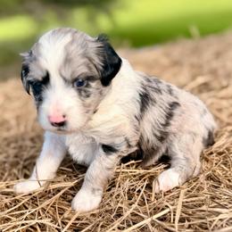 Pink collar toy - Blue merle female Aussiedoodle puppy in 32046, Florida from River Hill Ranch