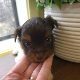 Yellow collar - Parti male Yorkshire Terrier puppy in Mcconnellsburg, Pennsylvania from Buffy's Little Blessings