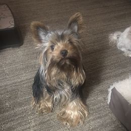Marley - Yorkshire Terrier