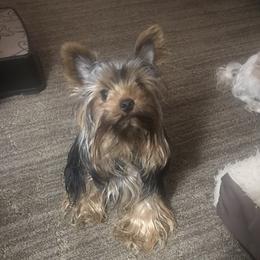Marley - Yorkshire Terrier