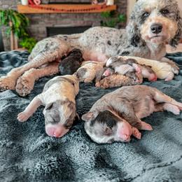 Bernedoodle, Cavapoo, Cavapoochon, Goldendoodle, and Yorkipoo Puppies from Anchor Dogs