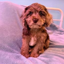 Louis with training - Brown and tan male Cockapoo puppy in Boonville, North Carolina from Doods & Dolls