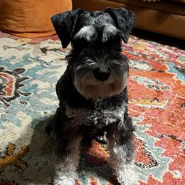 Ranger - Black and silver male Miniature Schnauzer puppy in Wilmar, Arkansas from Cedar Ridge Ranch Mini Schnauzers